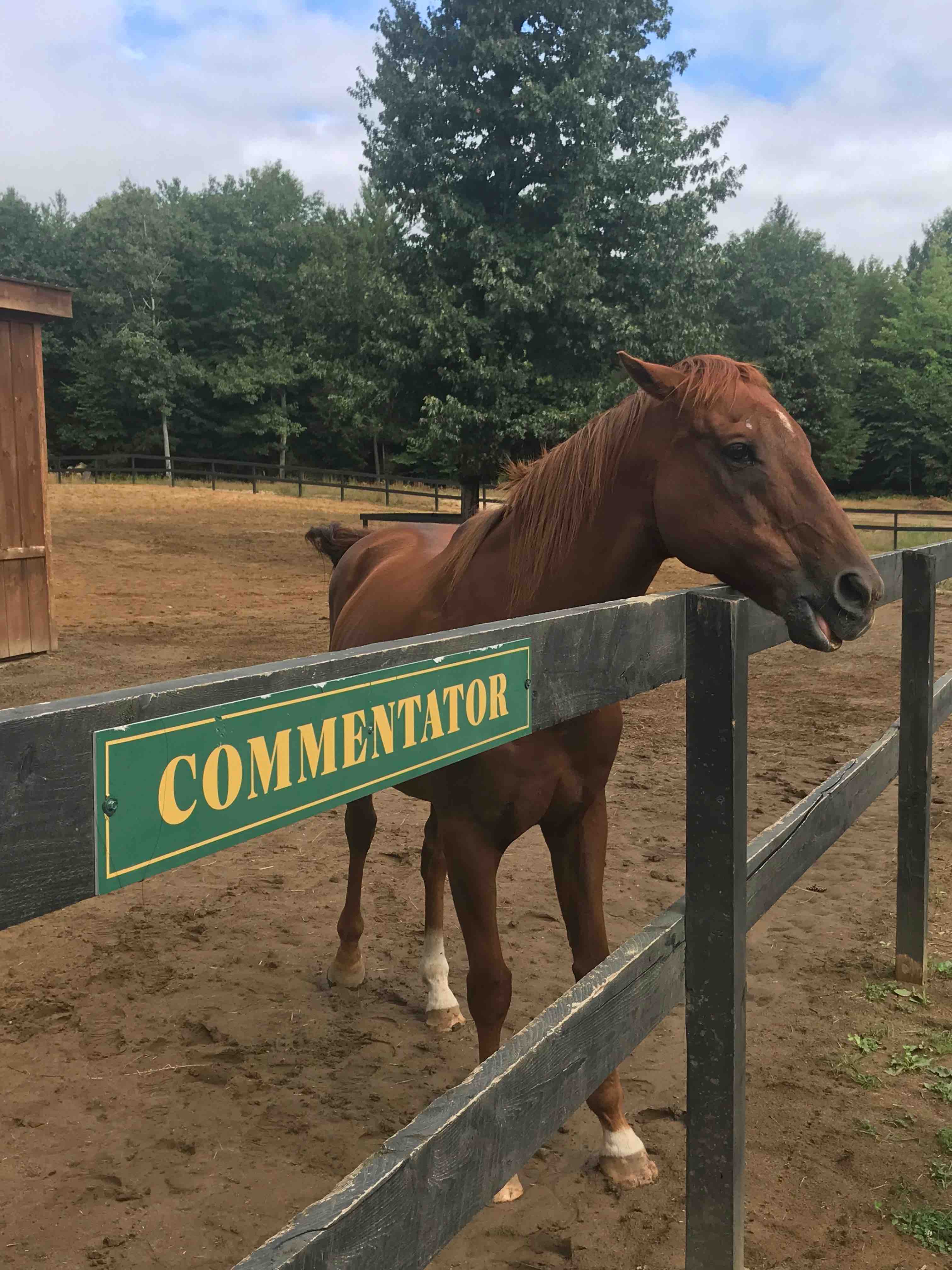 Horse at Saratoga Race Track