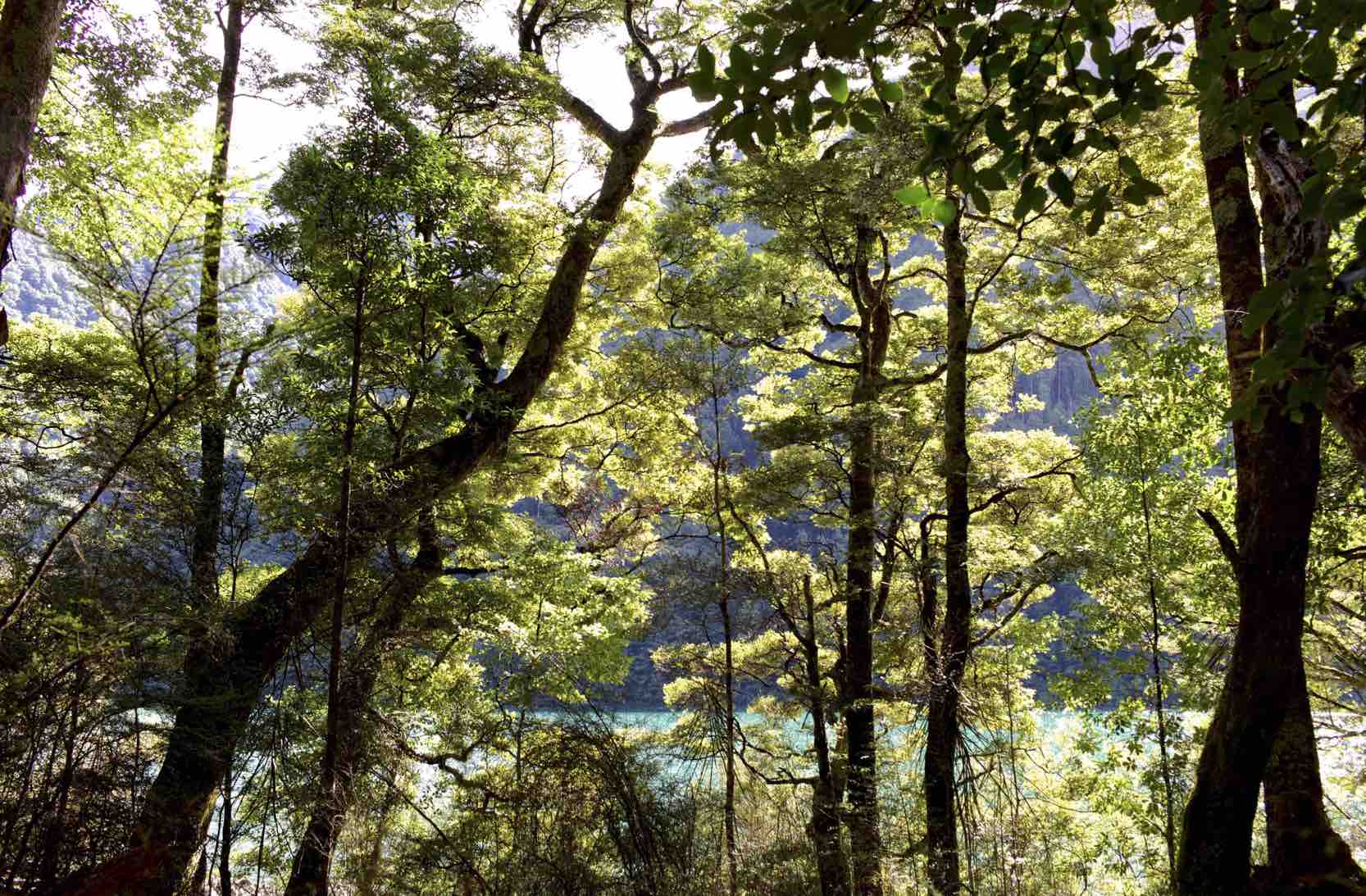 The trail though native forest