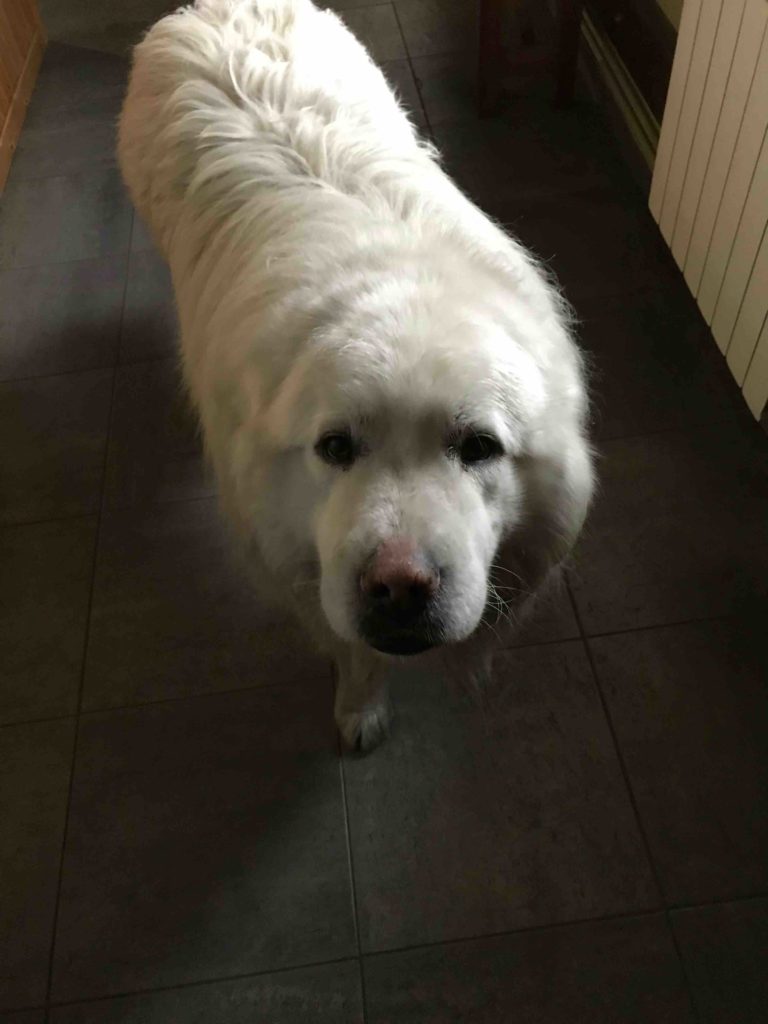 Coco the Pyrenean Mountain Dog