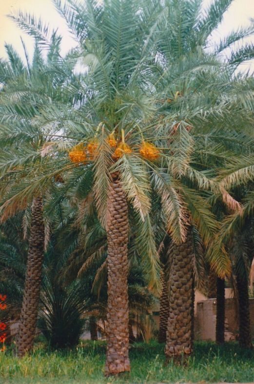 Date Palms