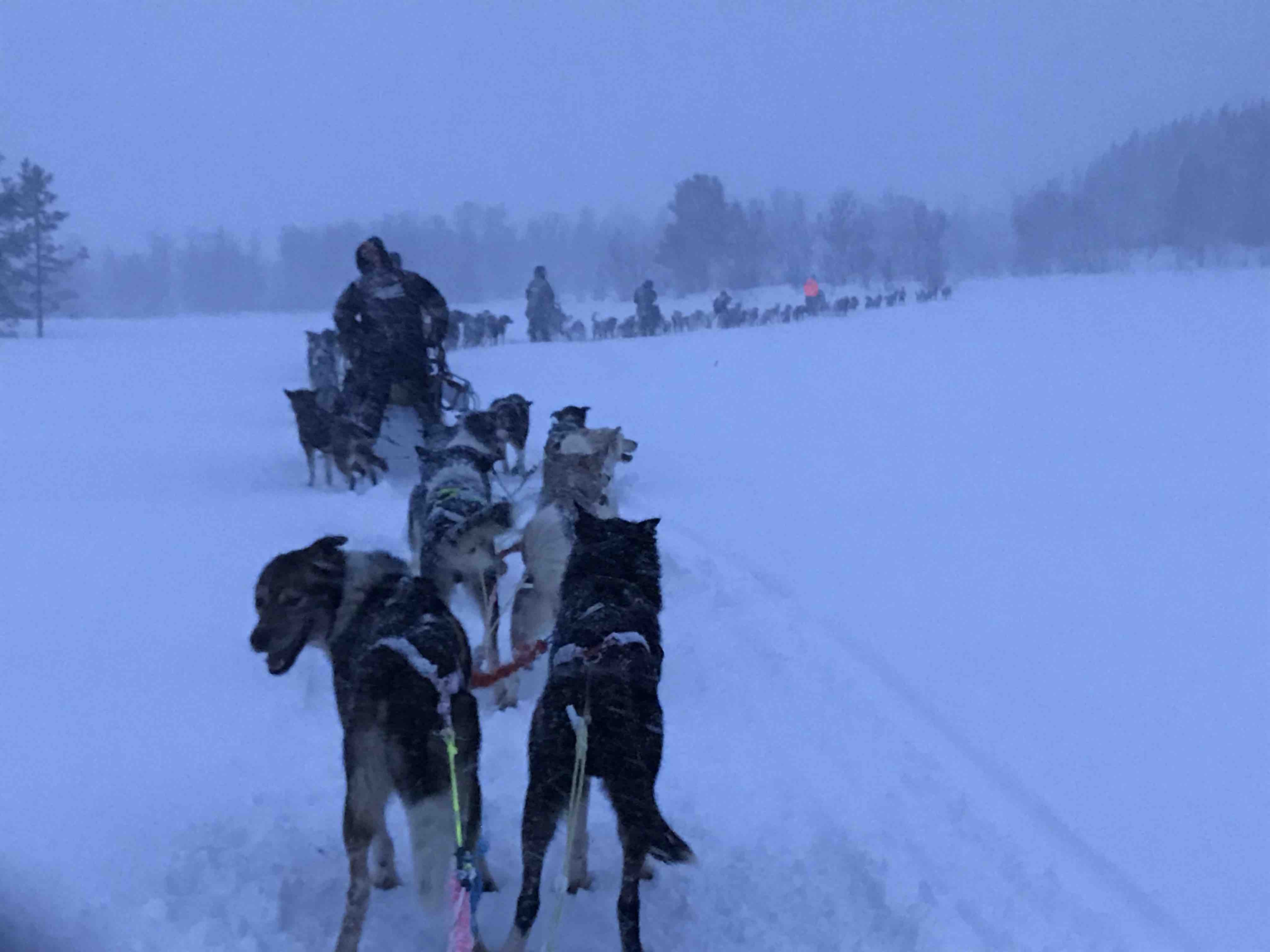 Dog sledding