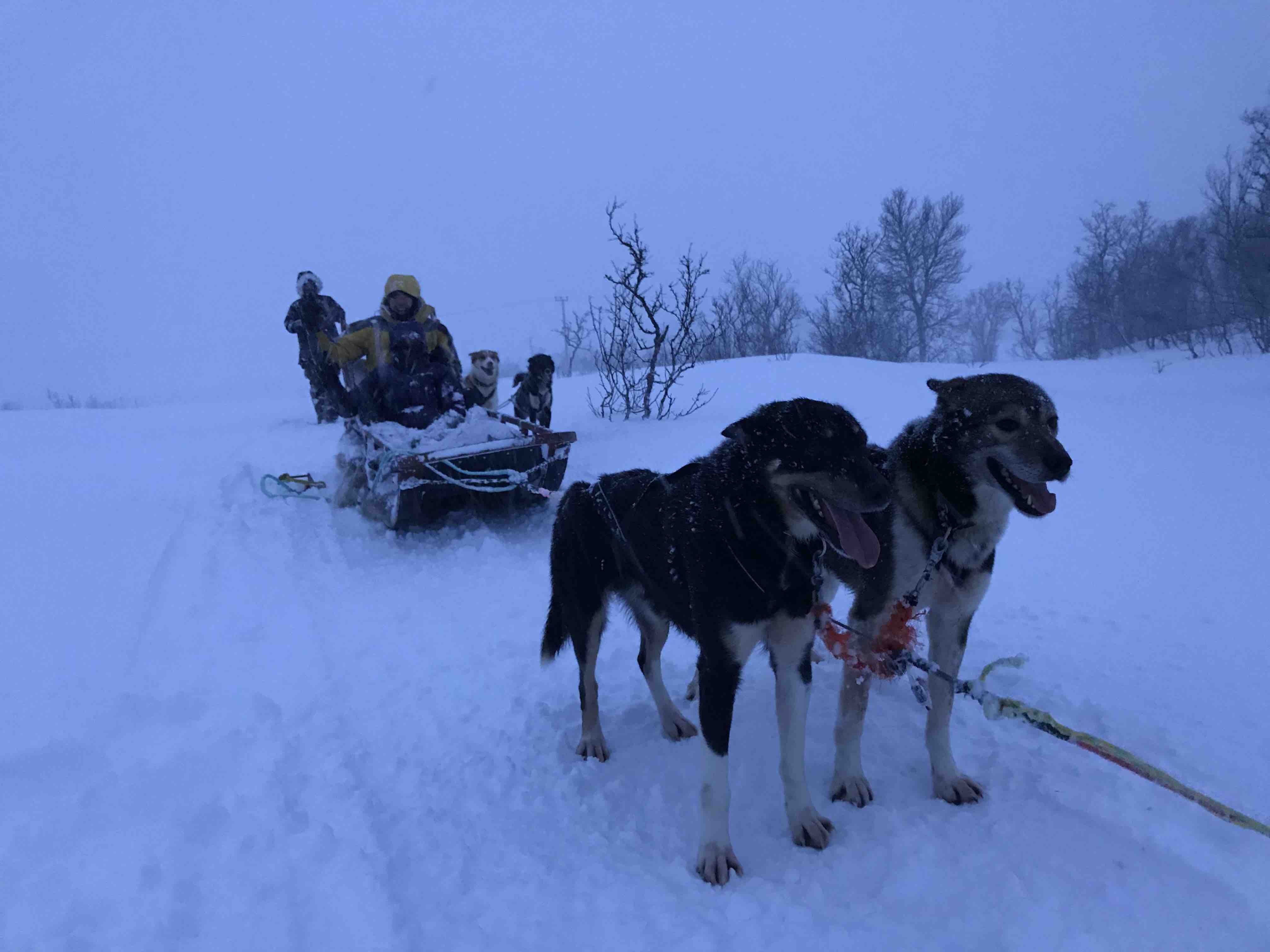 Dog sledding with the Alaskan Huskies