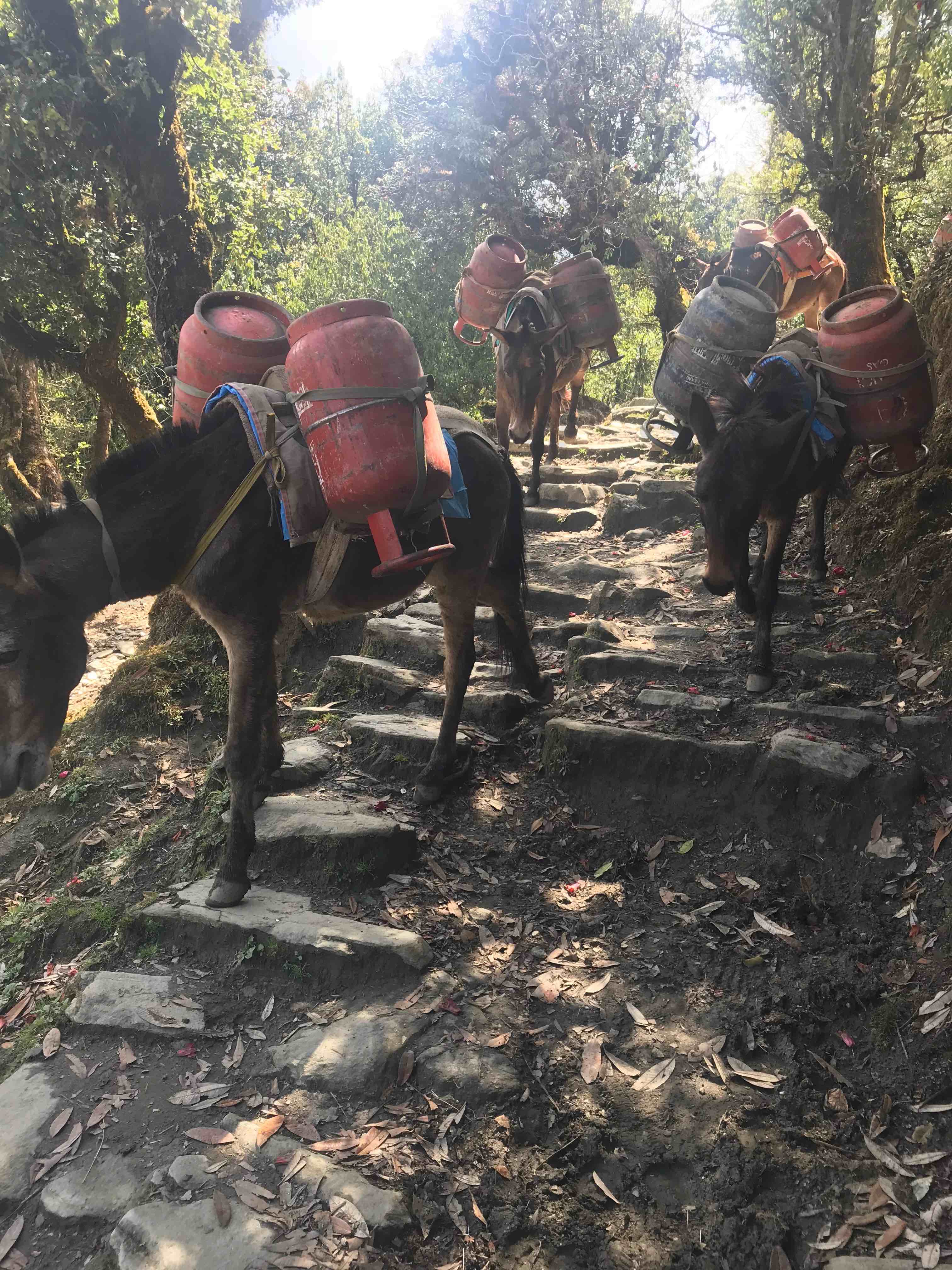 Donkeys on the trail