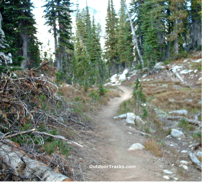 rocky trail winding up through trees