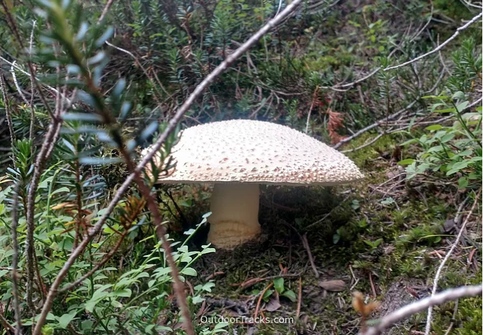 mushroom