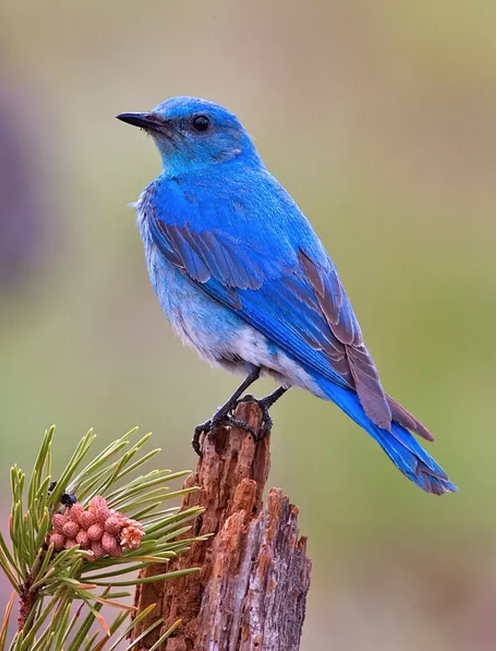 Image of mountain bluebird by Alan D. Wilson via www.naturespicsonline.com