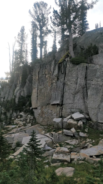 tree growing out of cliff