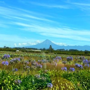 Mt Taranaki