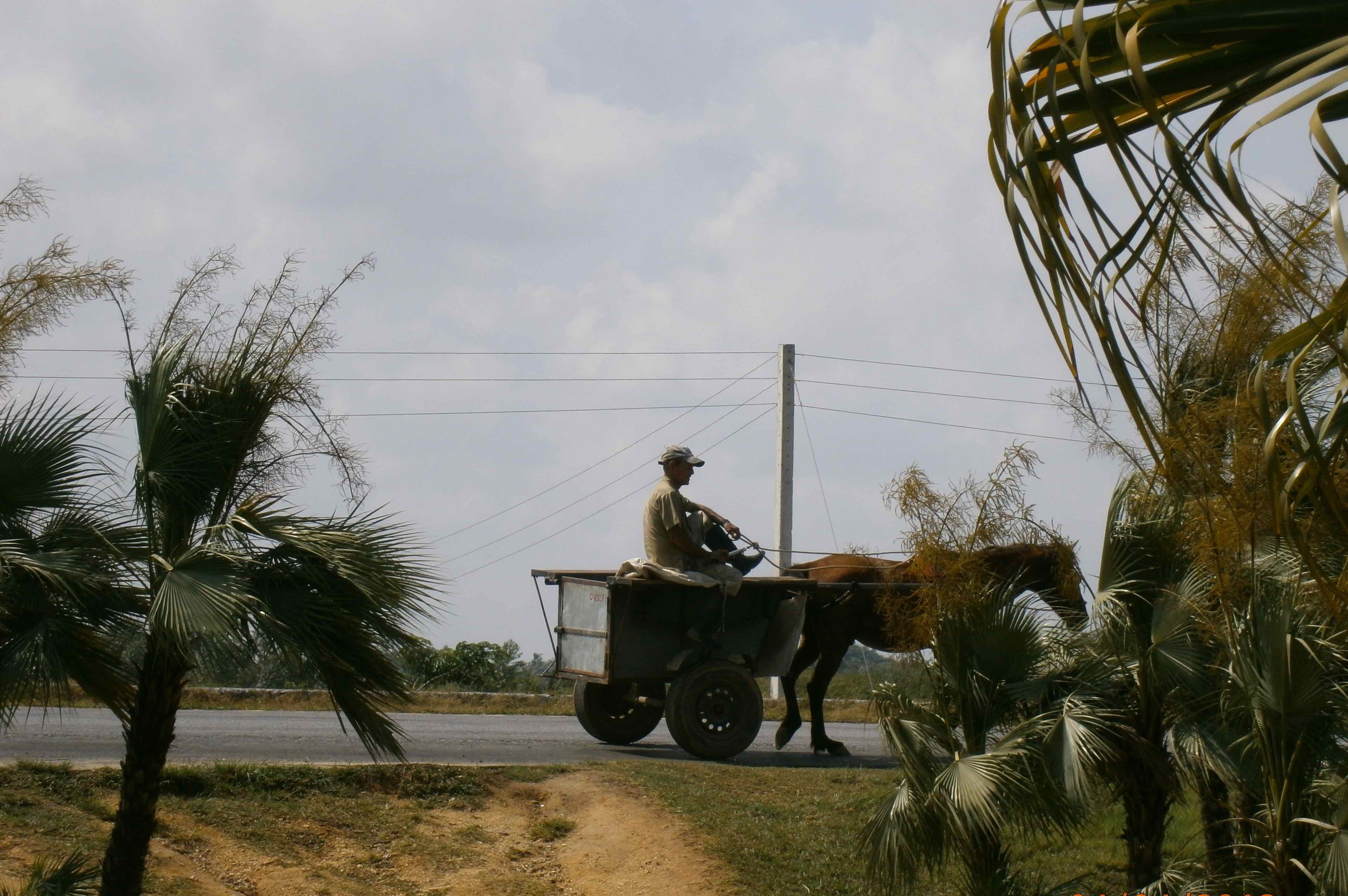 Horse and cart