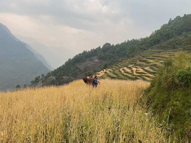 Locals tending their crops