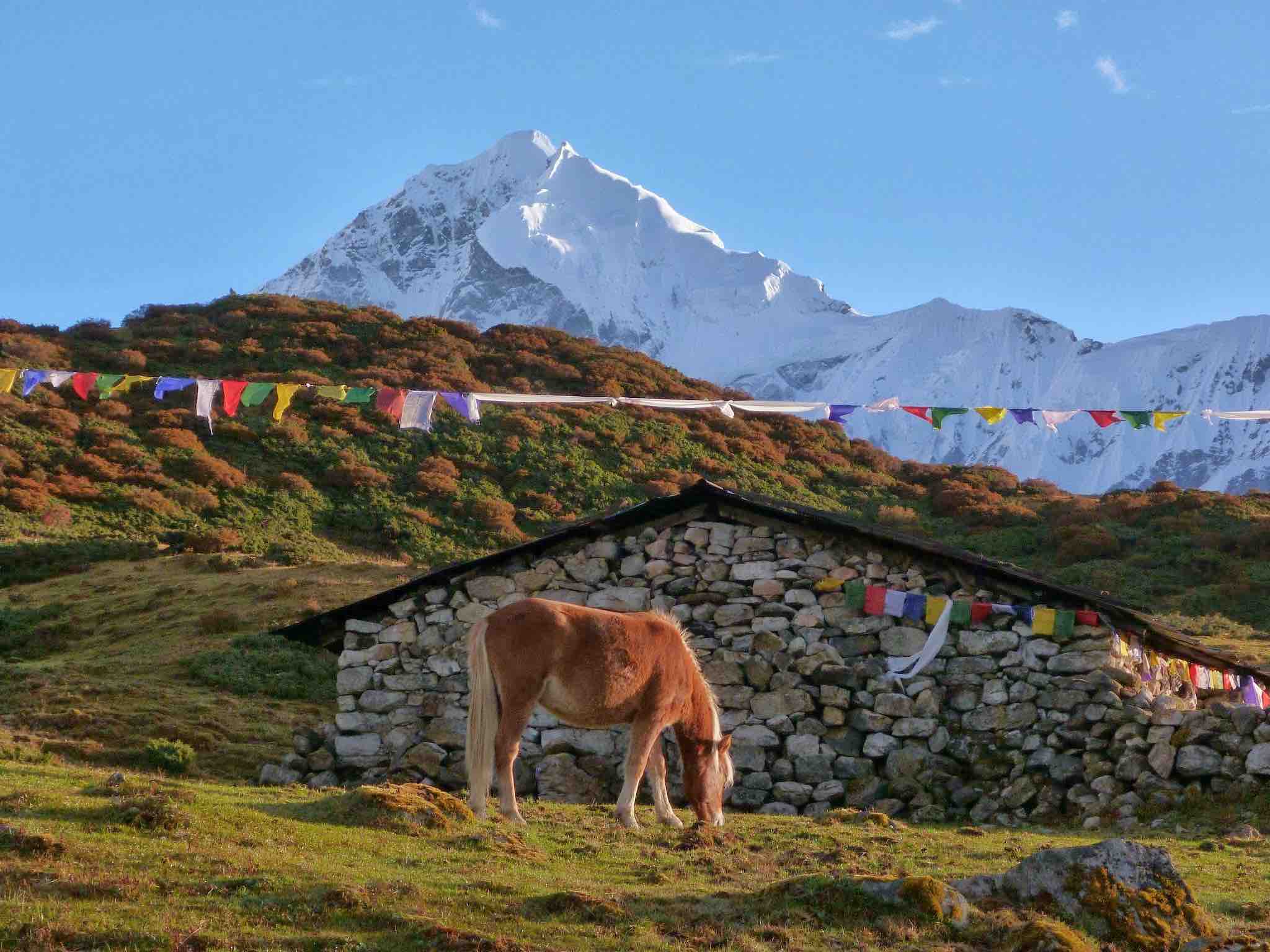 Horse, hut and view to mountains