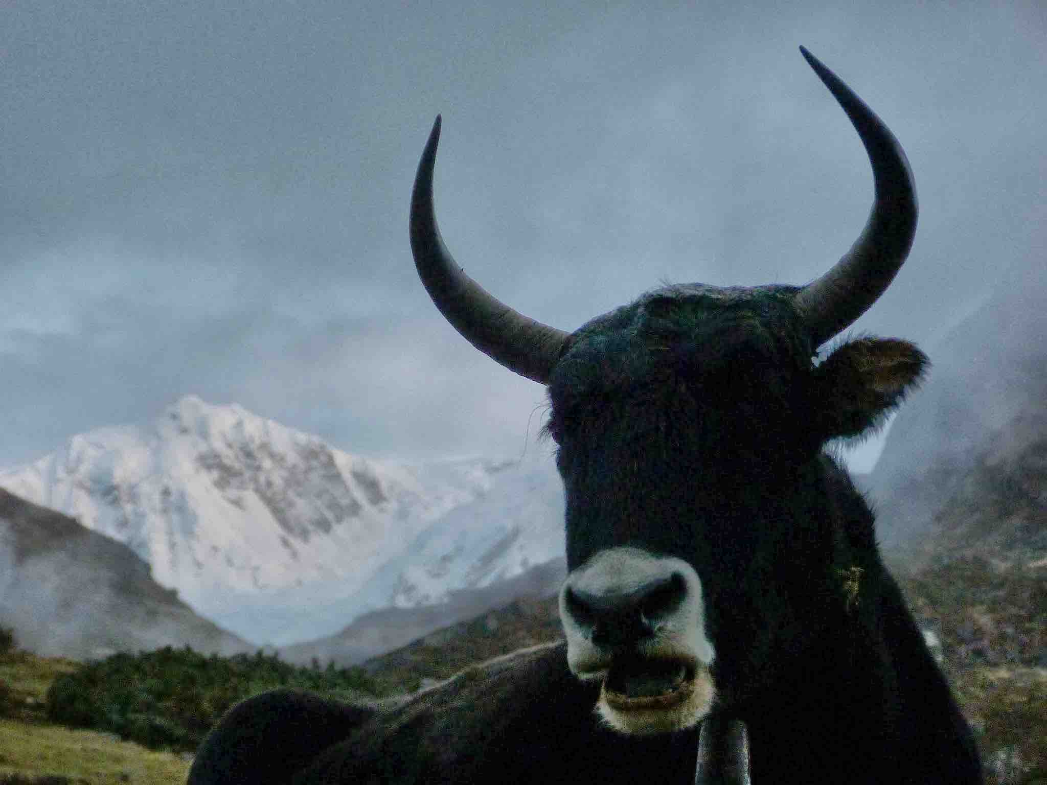 Yak