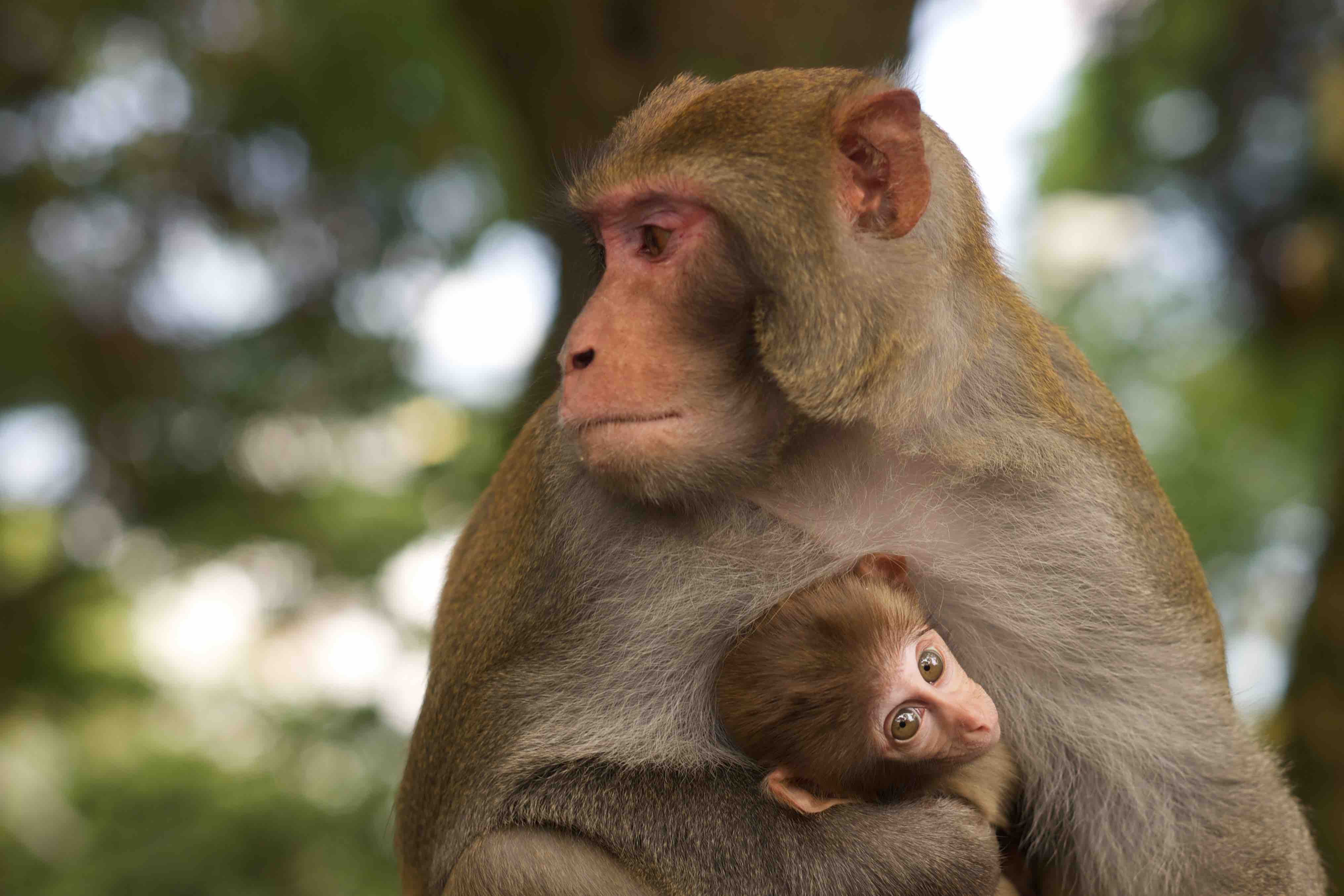 Monkey at Darjeeling