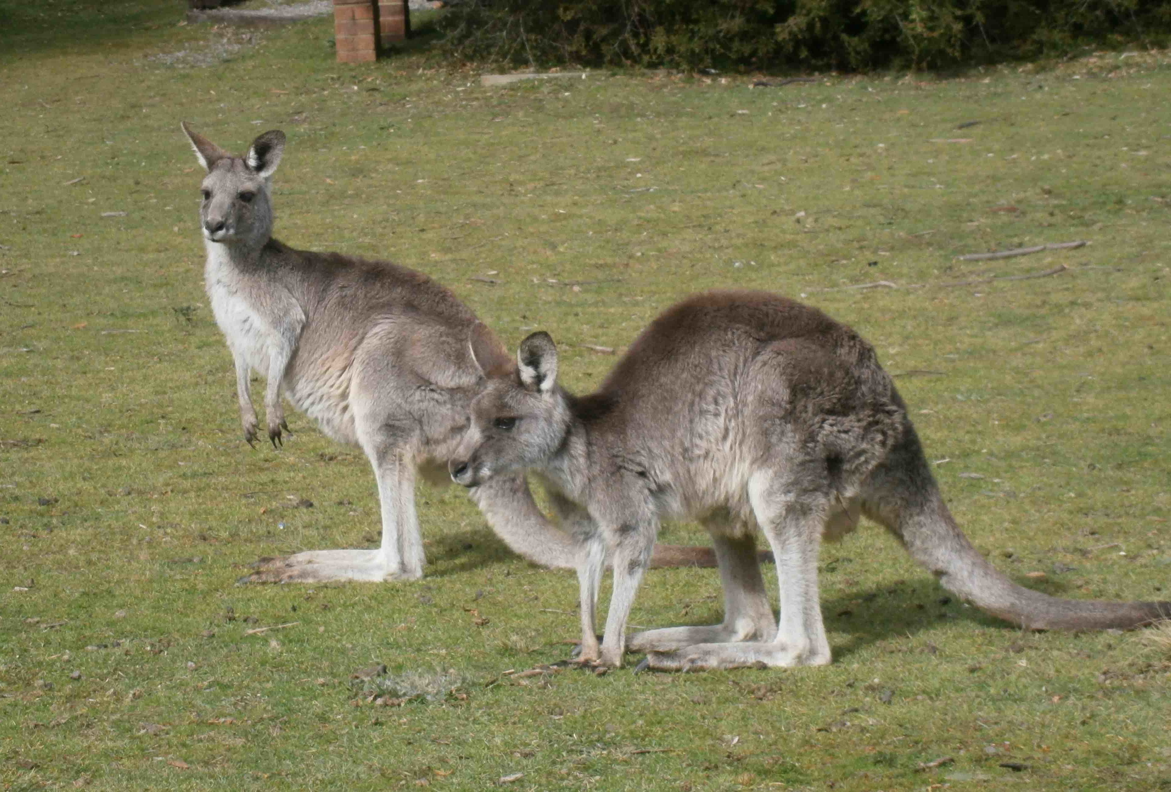 Kangaroos