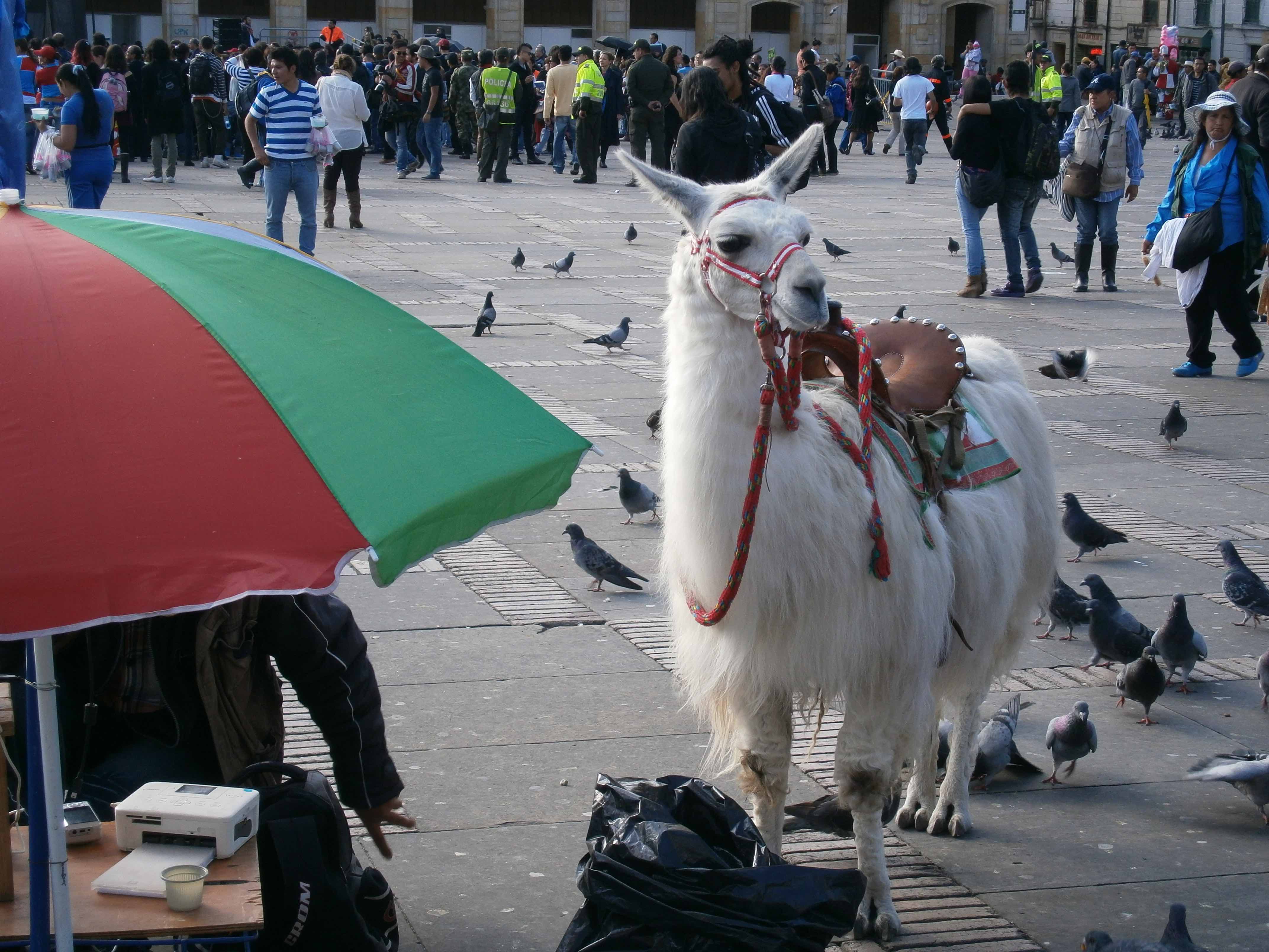 Llama in Bogota City Square