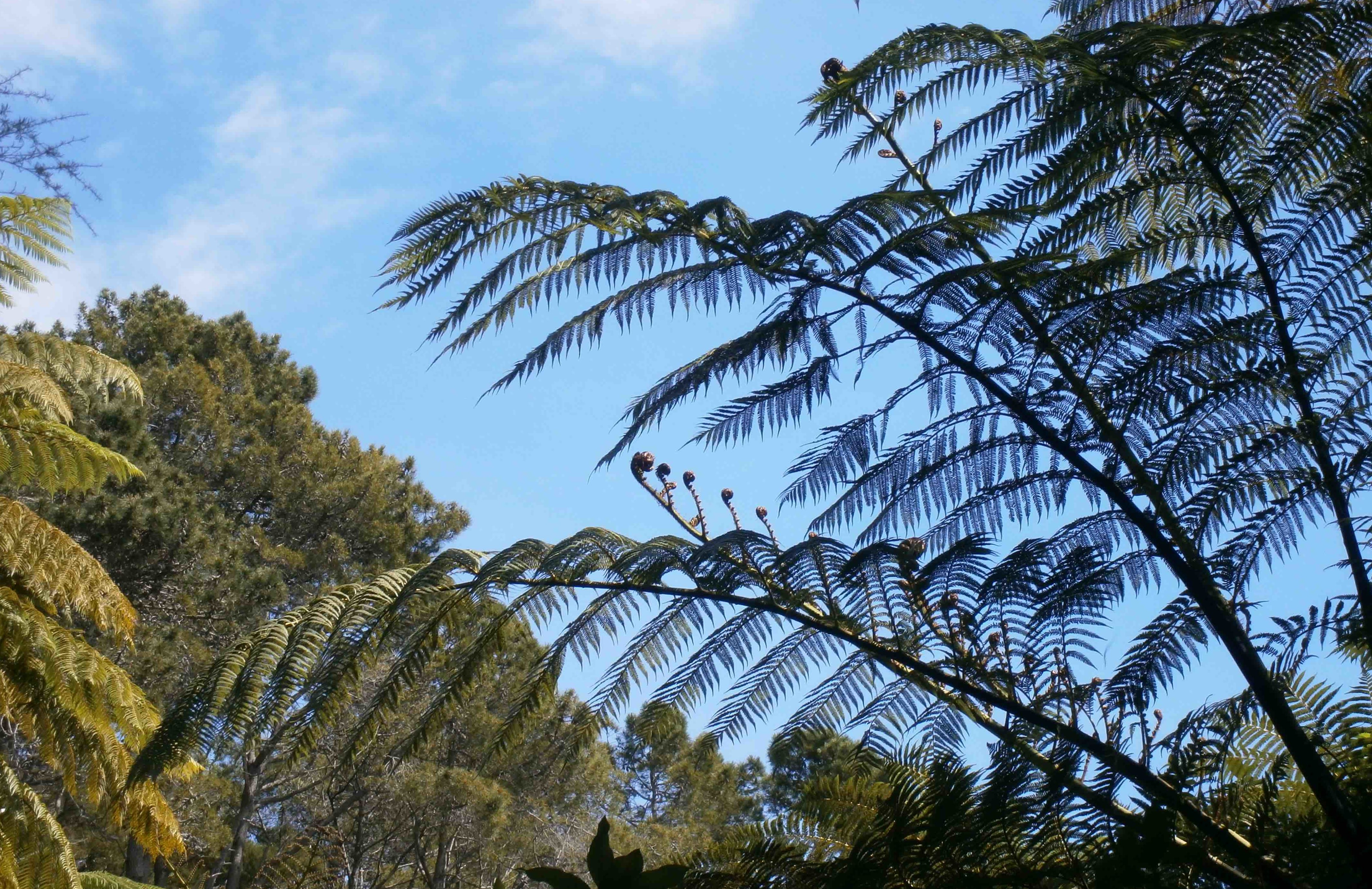 Native ferns unfurl