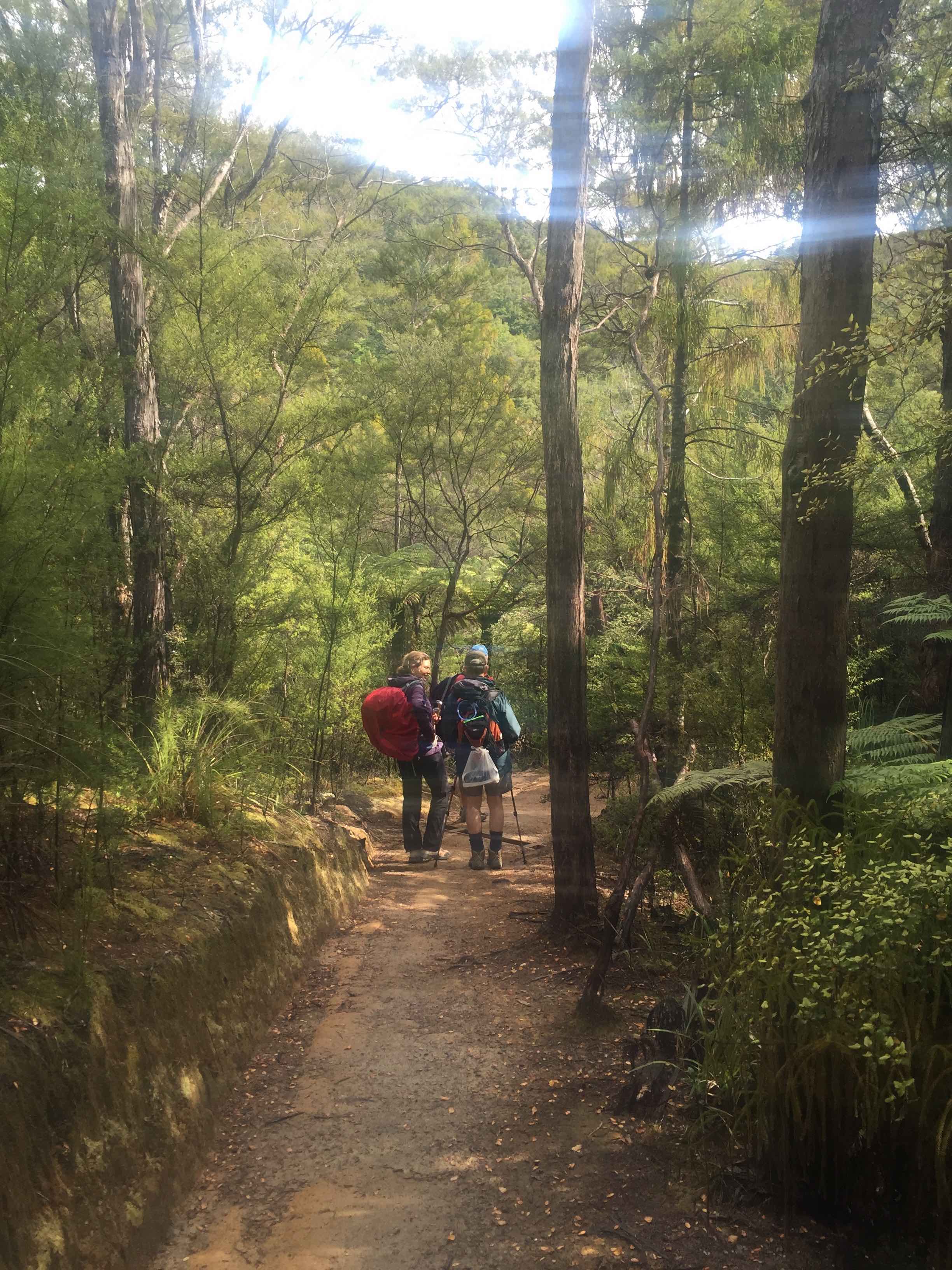 Walk through native forest