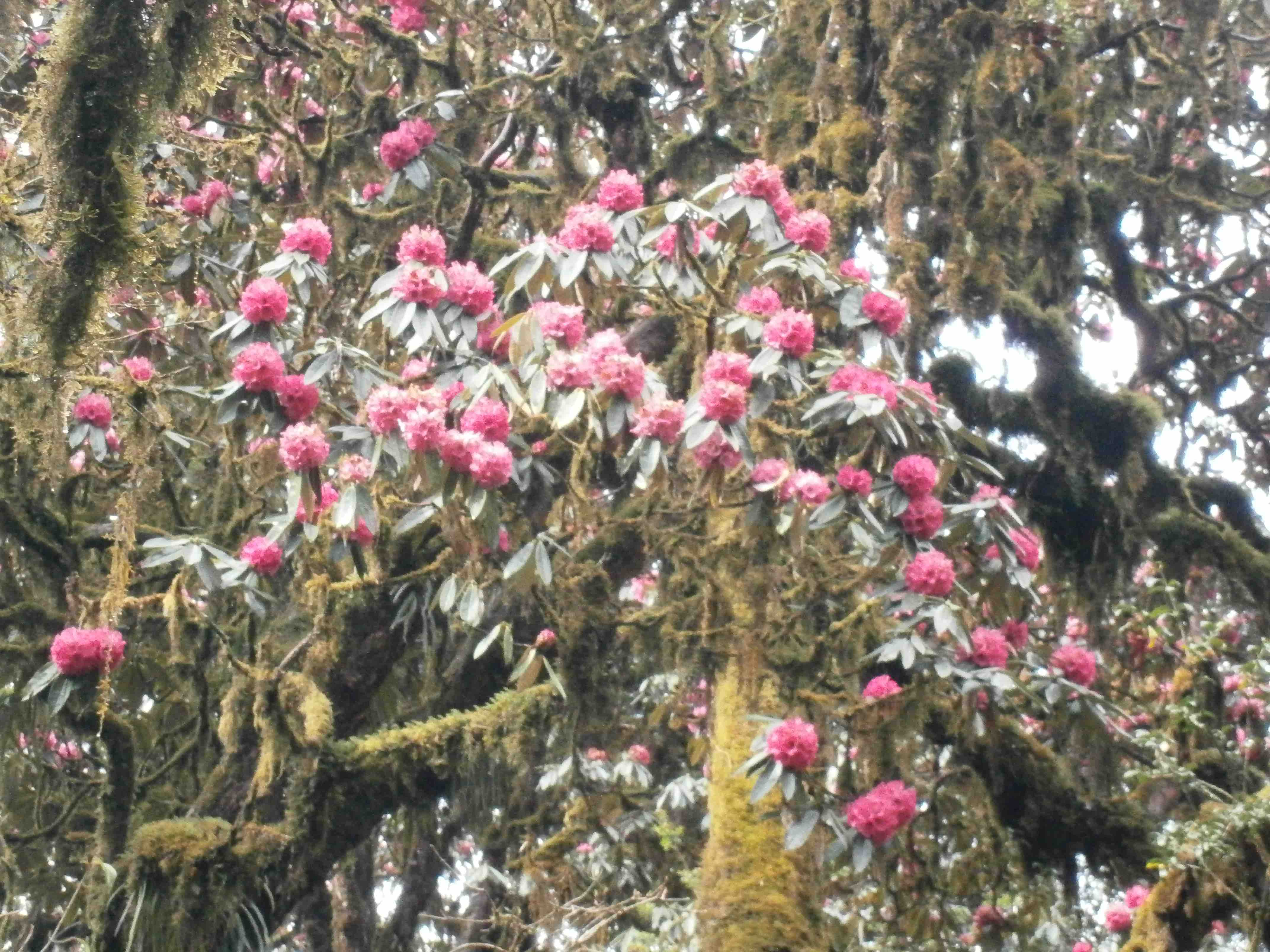 rhododendron forest