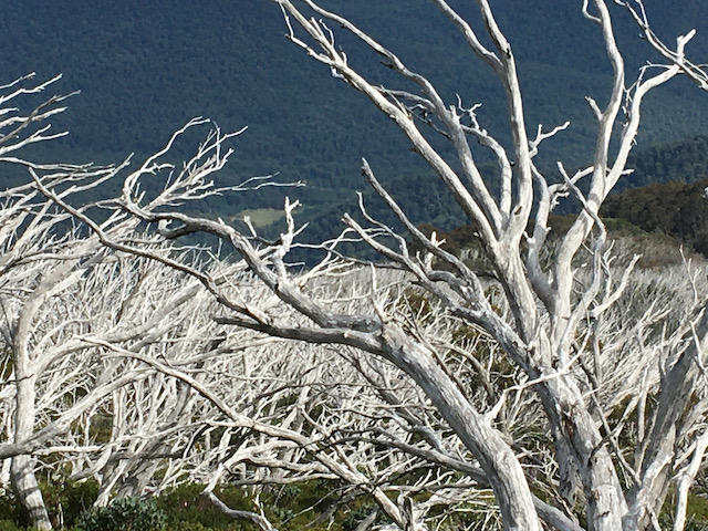 Snowgums