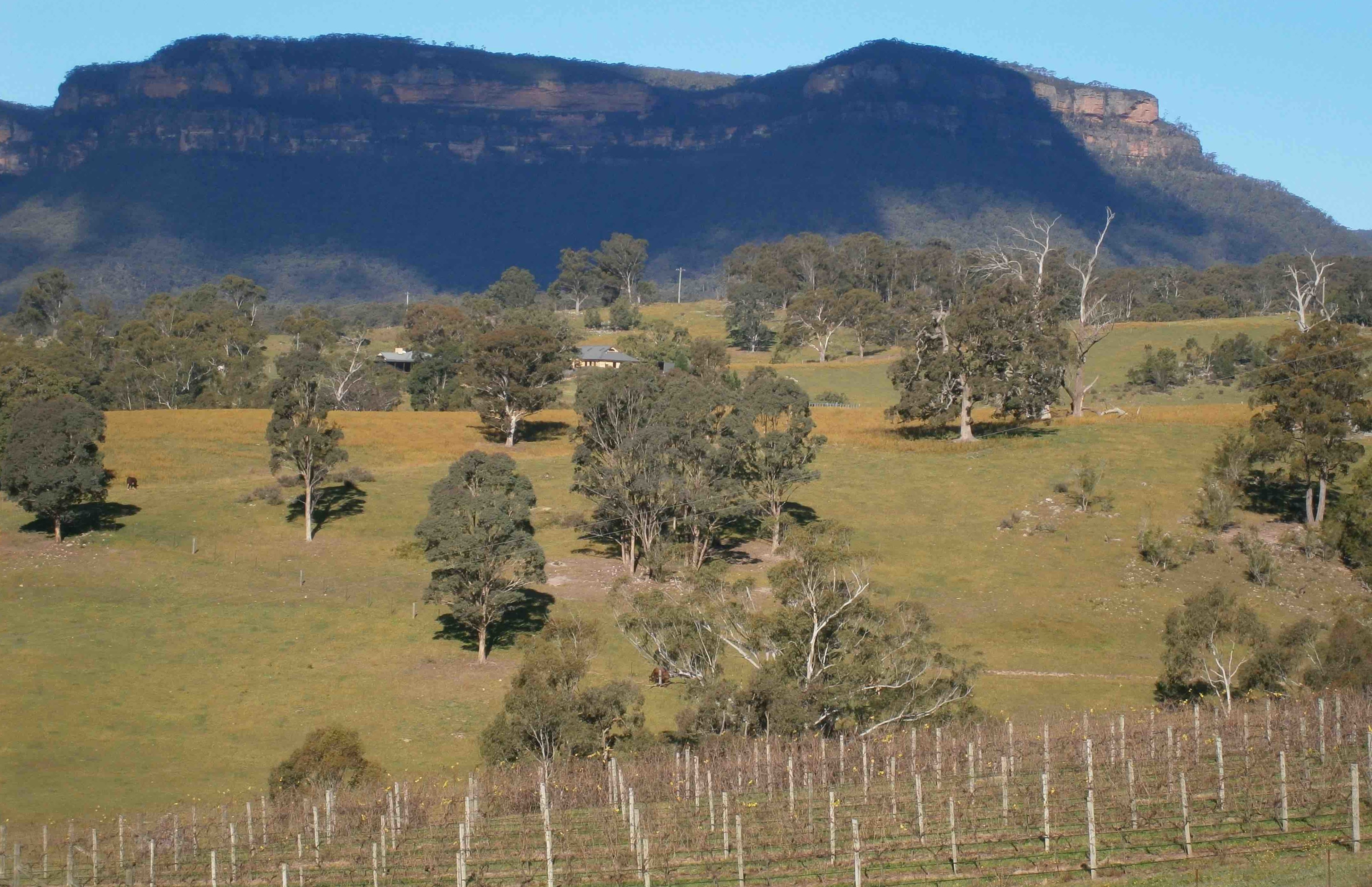 View over vineyards