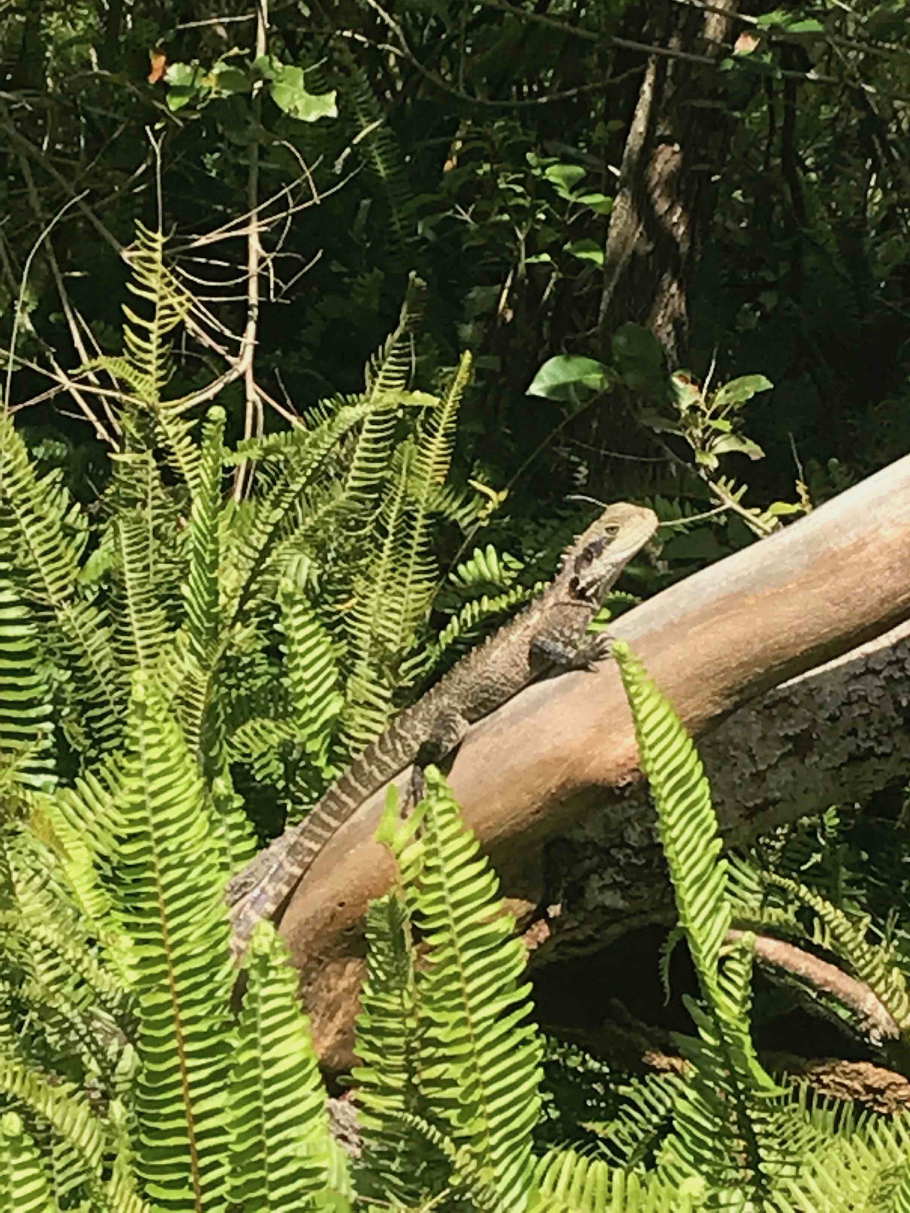 Water dragon near the path