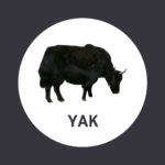 Yak Badge