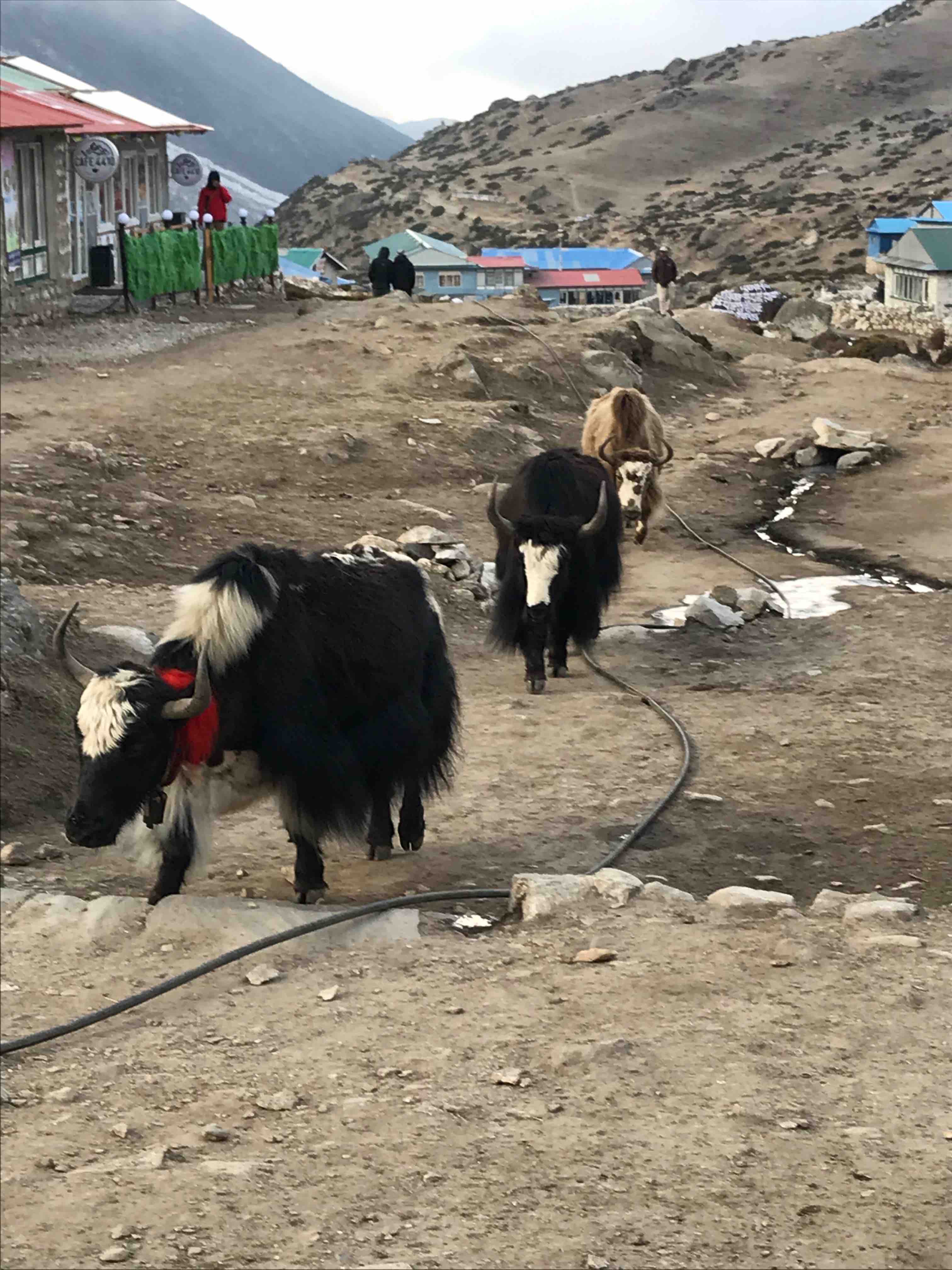 Yaks at Dingboche