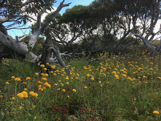 Yellow Wildflowers